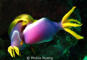 Hatching
Aniloa, the Philippines by Mickle Huang 